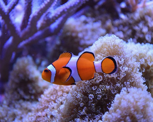 Ein orange-weiß gestreifter Clownfisch schwimmt zwischen lila und beigen Korallen in einem Meerwasseraquarium.