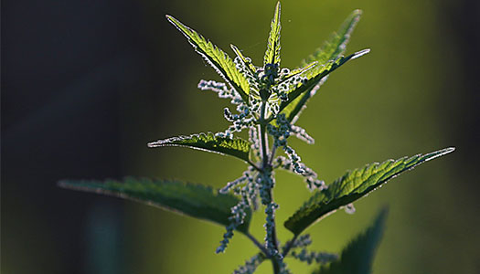 Brennnesseln als Ergänzung zum Garnelenfutter