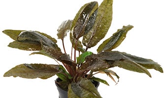 Braune Tropica - Cryptocoryne wendtii 'Tropica'