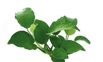 Die Aquarienpflanzen Brauner Wasserkelch