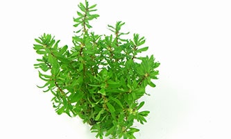 Didiplis diandra ist eine gute, aber recht anspruchsvolle Vordergrundpflanze 