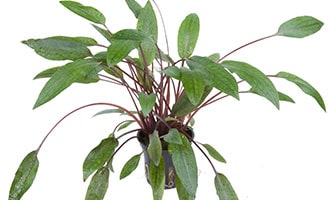 Grüne Pflanze mit vielen Blättern