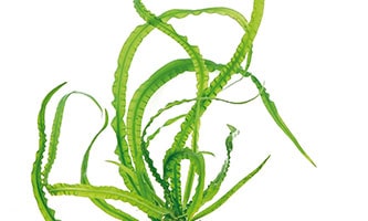 Beckett's Wasserkelch petchii