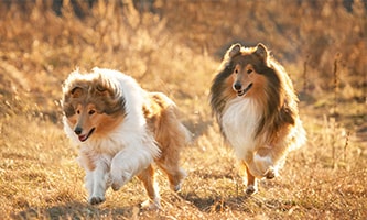 Informationen zu Shetland Sheepdogs