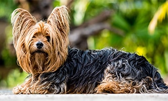 Der Yorkshire Terrier als beliebter Gesellschafts- und Begleithund