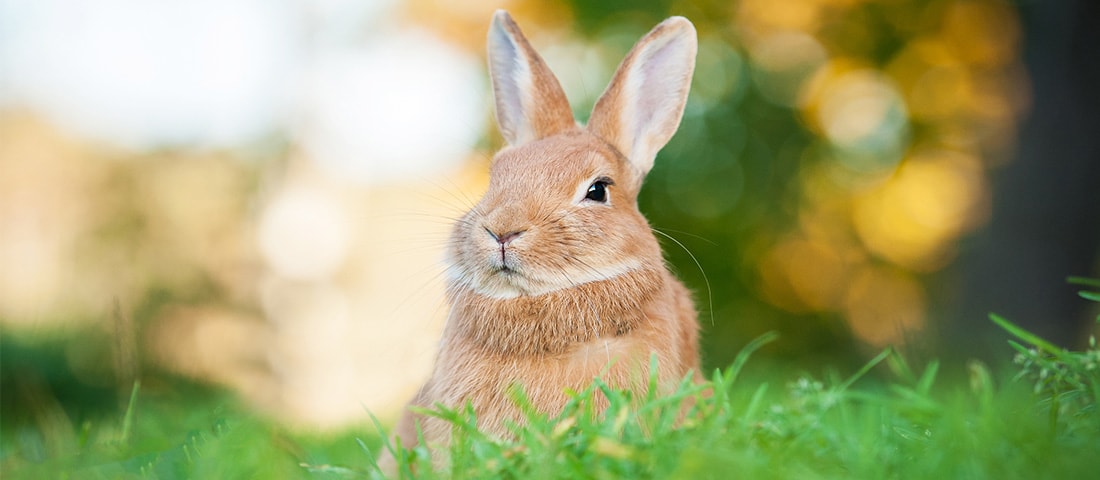 Hase auf einer grünen Wiese zu dem Thema Kleintier Ratgeber