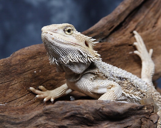 Eine detaillierte Nahaufnahme einer rot-weiß gestreiften Zwerggarnele, die auf einem grünen, moosartigen Untergrund sitzt.