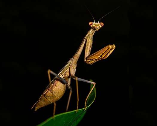 Insekten: faszinierende Hausgenossen