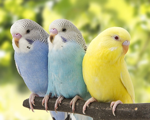 Drei Wellensittiche im Freien