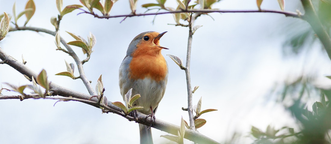 Wildvogel mit offenem Schnabel auf einem Baum