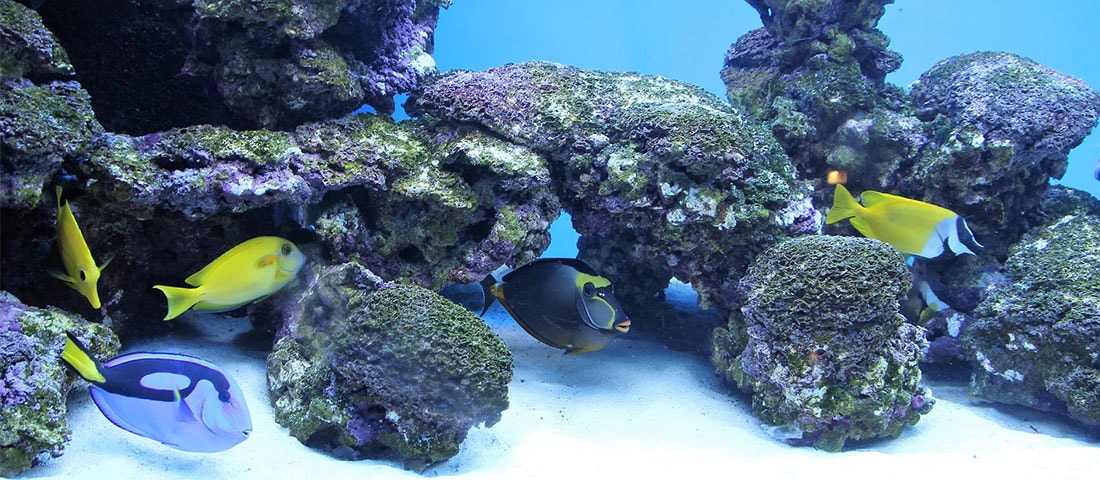 Blaue Unterwasserwelt eines Salzwasseraquariums