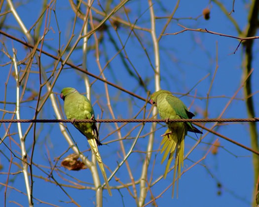 Halsbandsittiche in einer Baumkrone