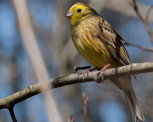 Ein Vogel sitzt auf einem Ast