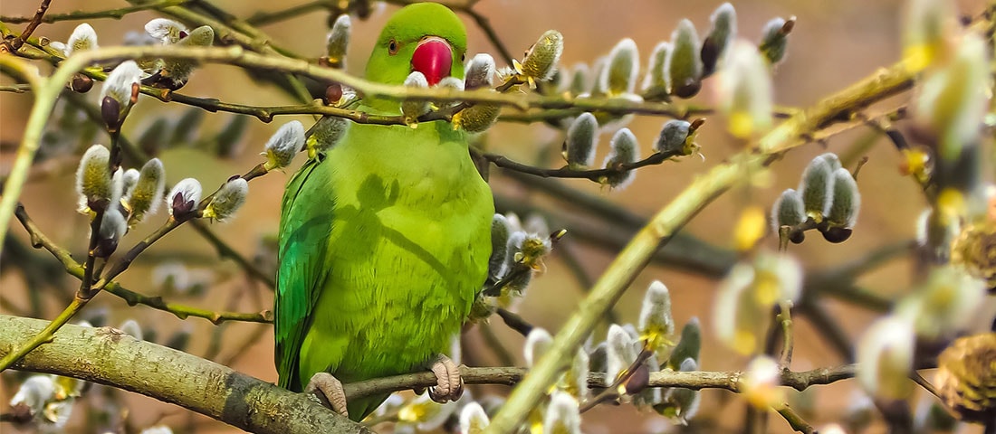 Halsbandsittich mit einem Ast in einer Baumkrone