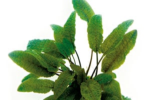 Brauner Wasserkelch als attraktive Variante von Cryptocoryne wendtii