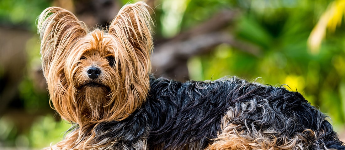 Alle Informationen zum Yorkshire-Terrier
