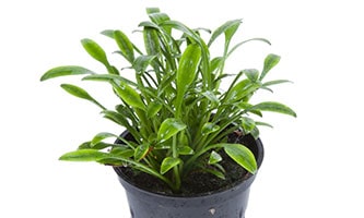 Der Zwergwasserkelch ist sehr lichtbedürftig